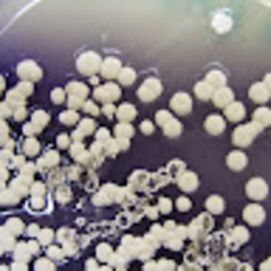 Meet your Posher, Brad